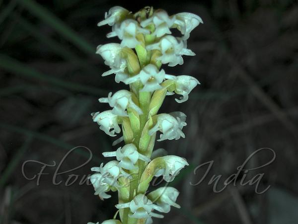 Goodyera-Like Peristylus